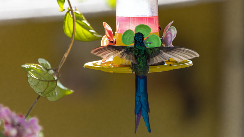 hummingbird drinking from feeder