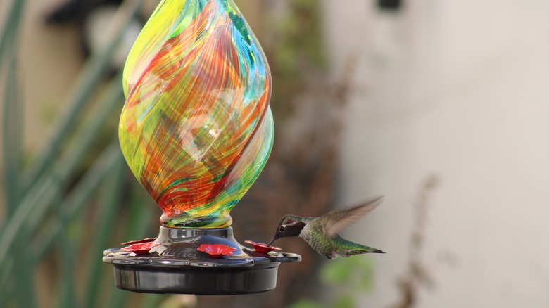 hummingbird drinking from glass feeder