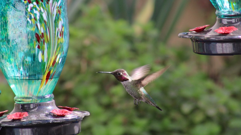 hummingbird flying to glass feeder