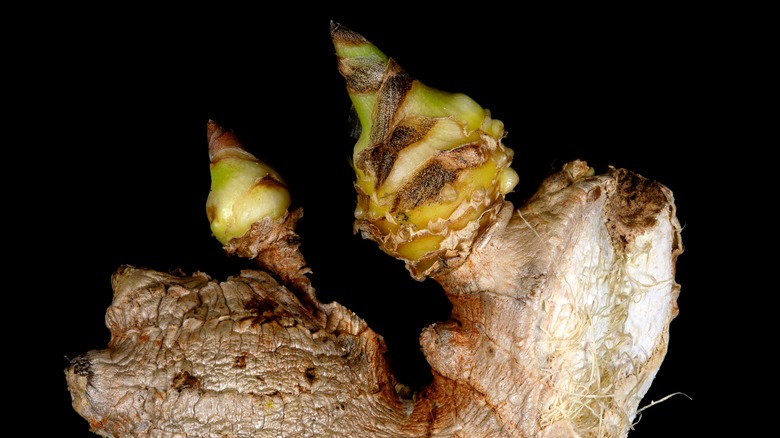 Newly sprouting piece of ginger root