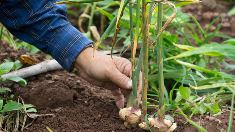 Hand pulling ginger from ground