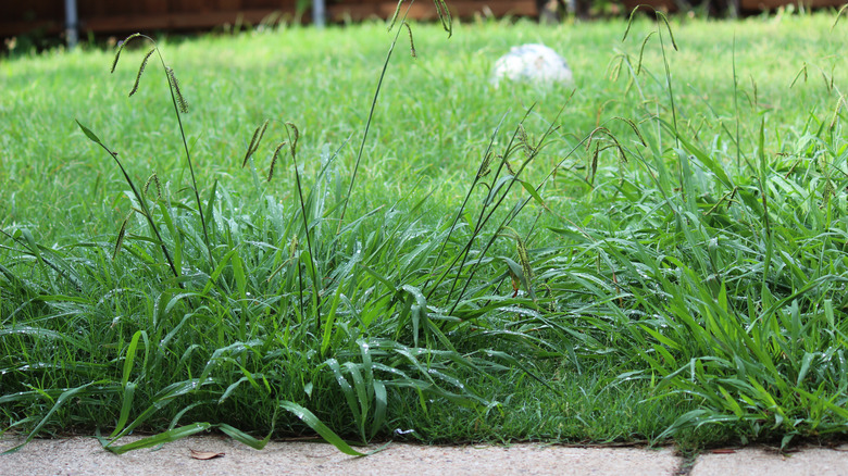 weeds in lawn