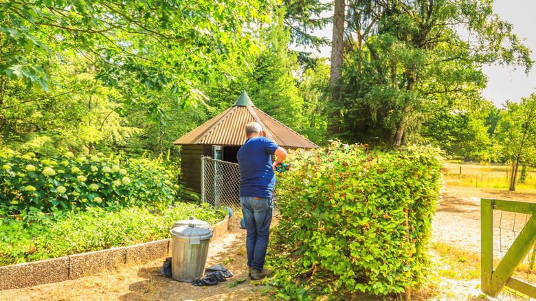 person trimming large hedge