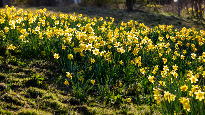 Field of yellow daffodils