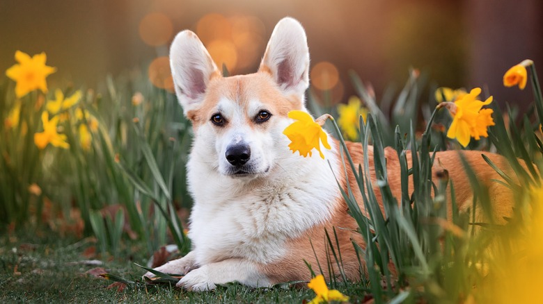 Dog lying among daffodils