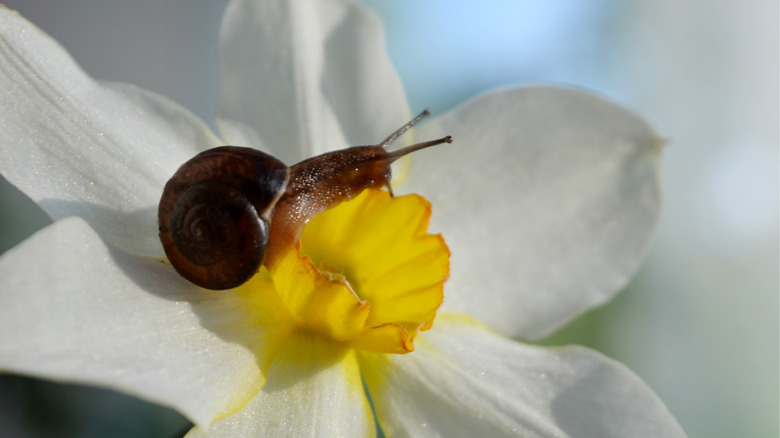 Snail eating daffodil bloom