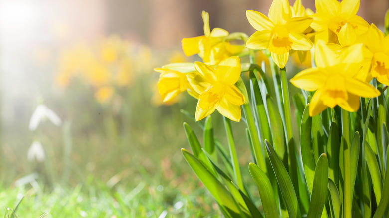 Daffodils lit up by the sun