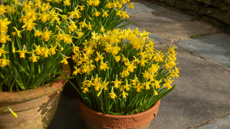 Daffodils in containers