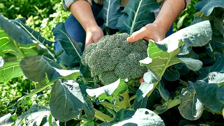 Farmer harvesting broccoli crown
