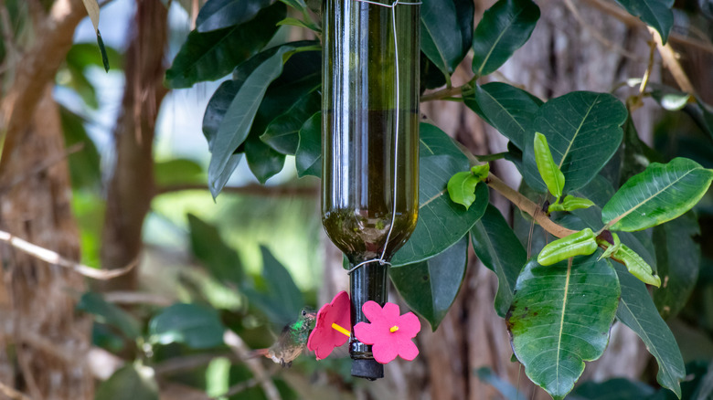 hummingbird drinking from diy feeder