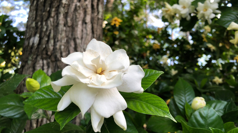 Gardenia in garden