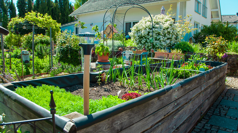 backyard garden