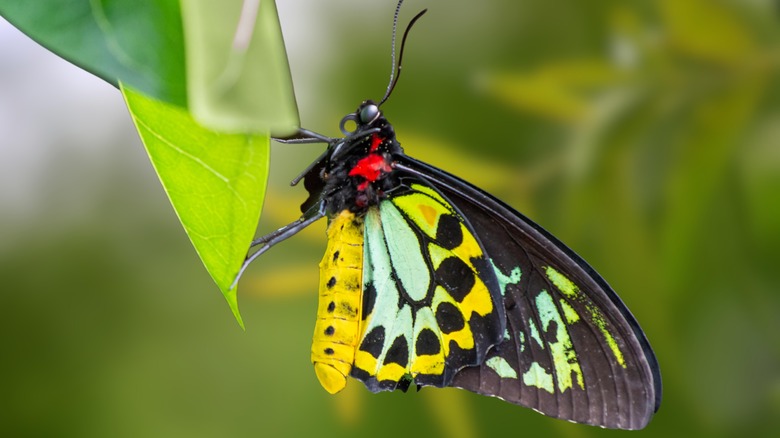 butterfly up close