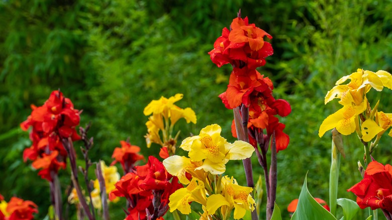 red and yellow canna lilies