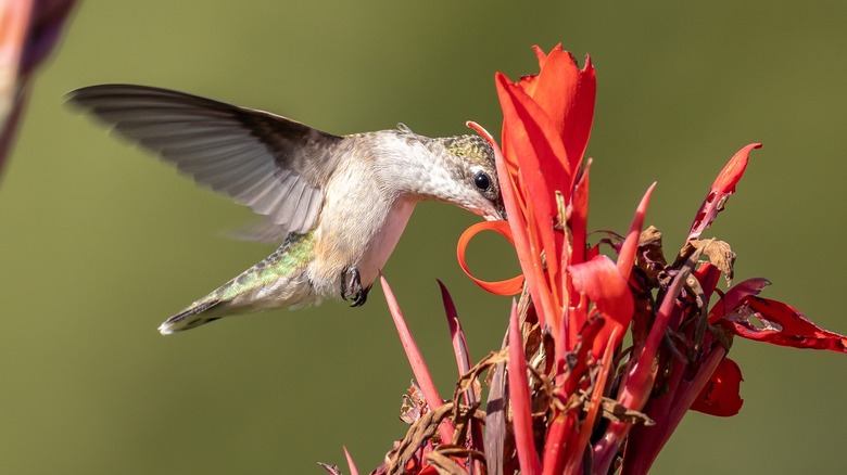 hummingbird with canna lily