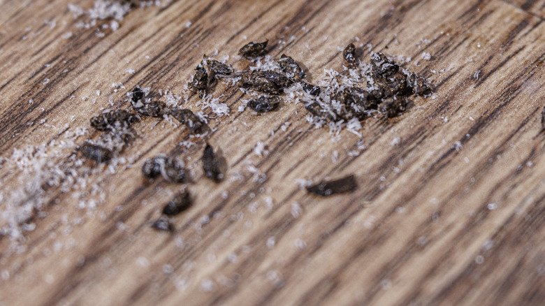 mouse droppings on floor