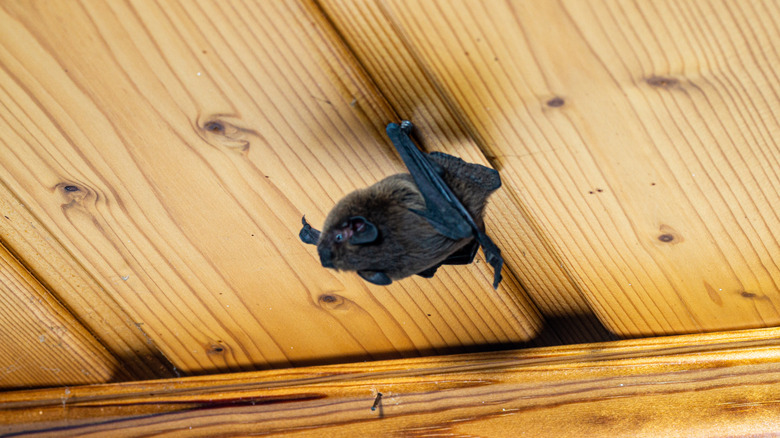 bat on ceiling 