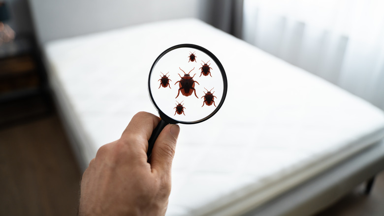 Magnifying glass showing bed bugs