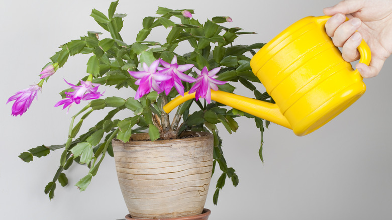 Hand watering a Christmas cactus 