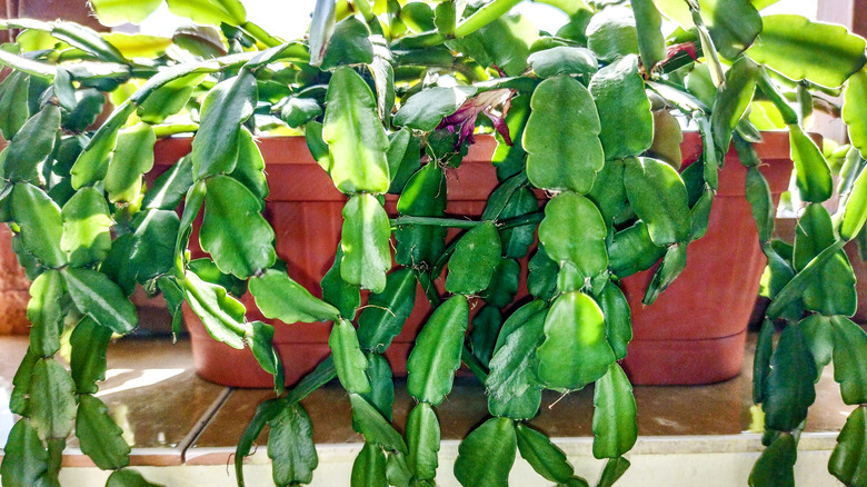 Christmas cactus unpruned