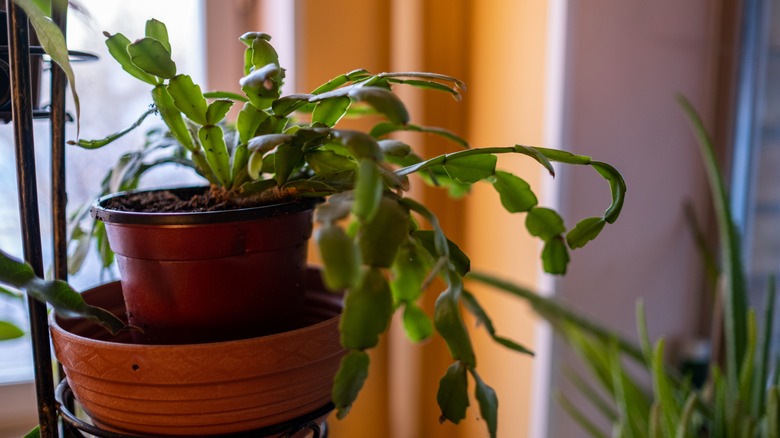 Christmas cactus in dim light