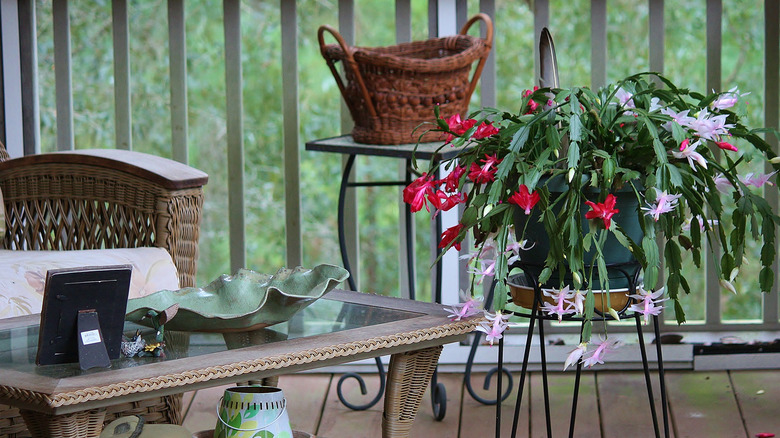 Christmas cactus on a porch