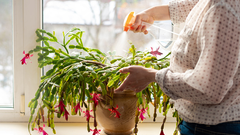 Misting Christmas cactus