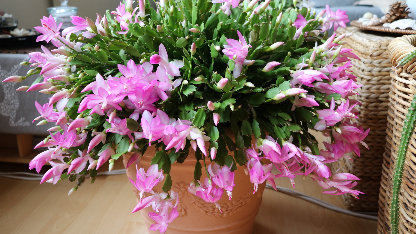 Christmas Cactus растение