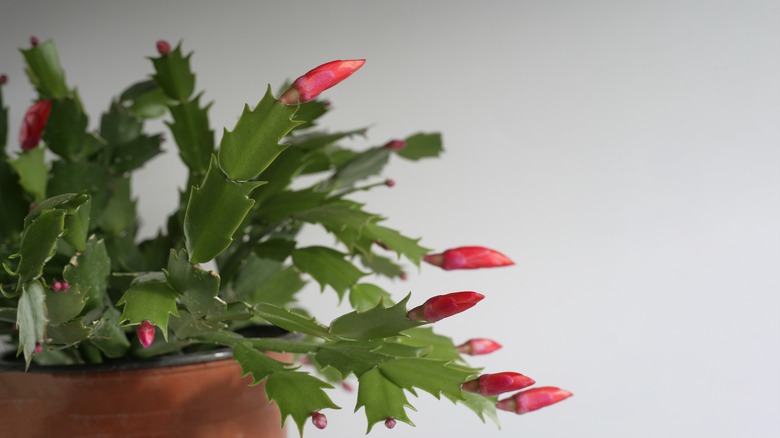 Christmas cactus buds