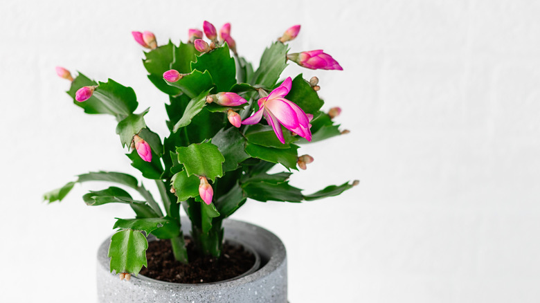 Budding Christmas cactus