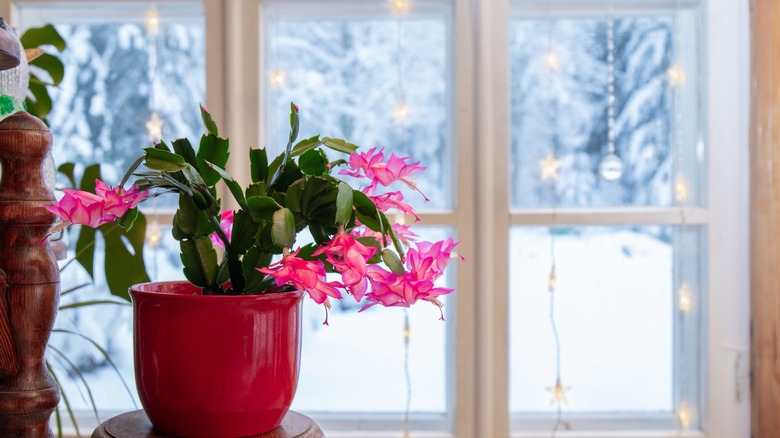Christmas cactus in a window
