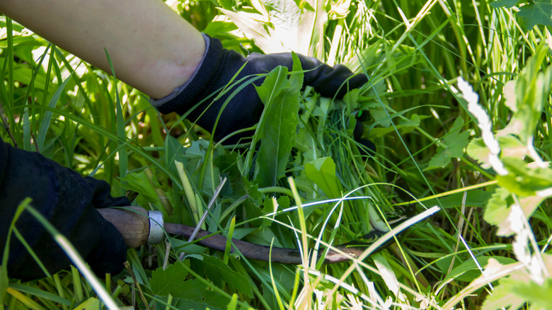 man removing weeds with a dull tool