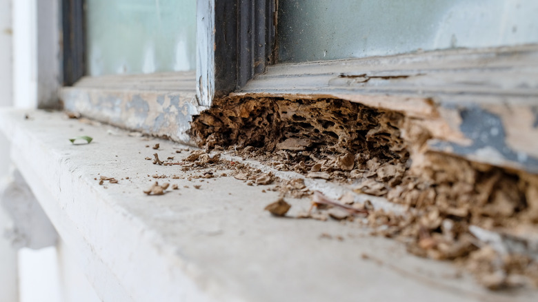 termite damage in home