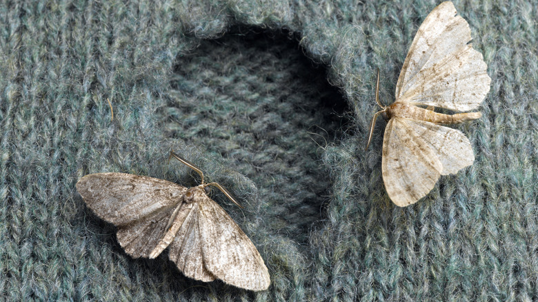 moths eating a hole into a wool sweater