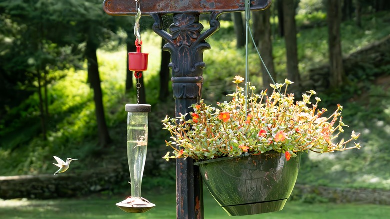 nectar feeder stand with flowers