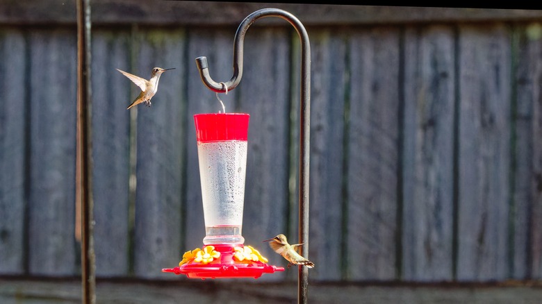 hummingbird feeder on garden stand