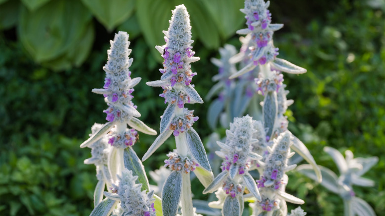 lambs ear stachys plant blooms