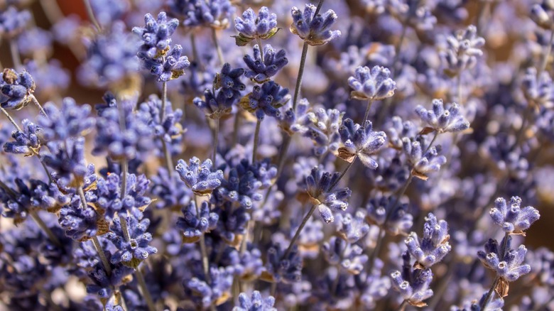 lavender mint can deter deer