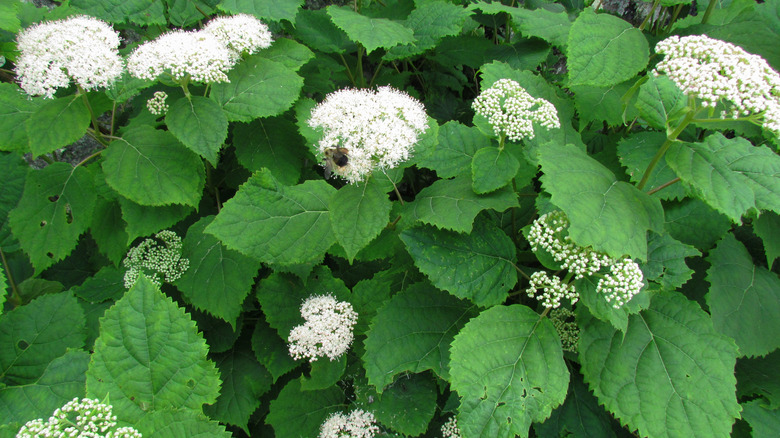 White blooms on arrowwood viburnum