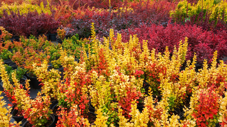 Colorful barberry shrubs in pots