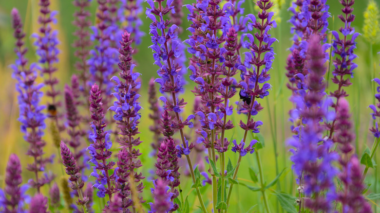 Violet salvia flowers