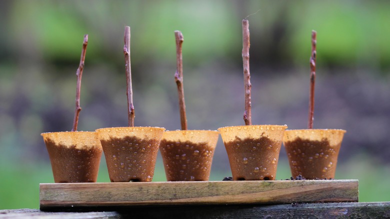 witch hazel cuttings ready for planting