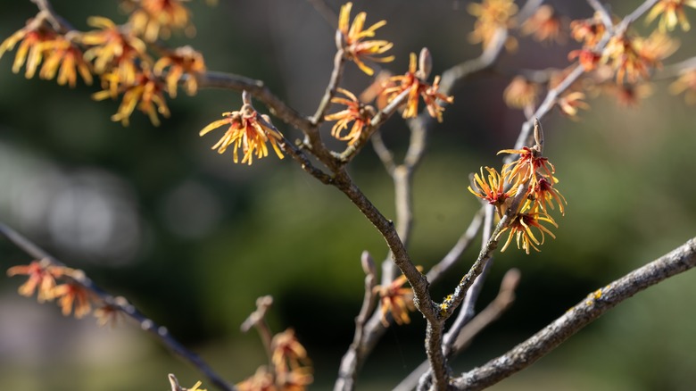 vernal witch hazel