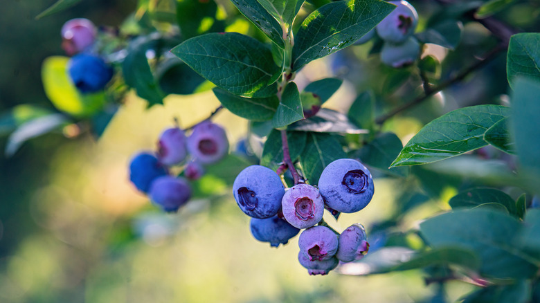 Bluecrop blueberries on bush