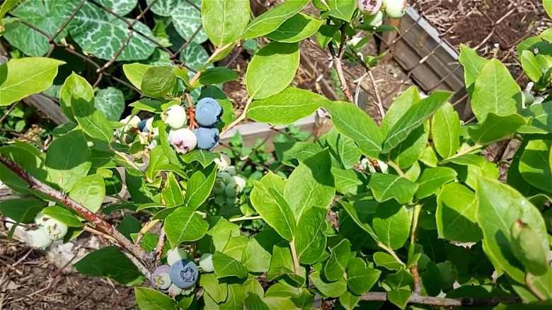 Northland blueberries on bush