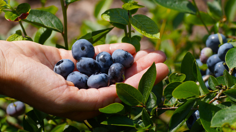 Chandler blueberries in hand 