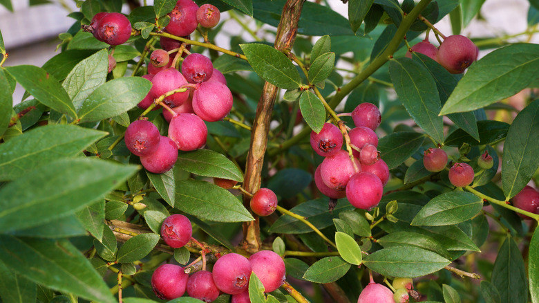 Pink lemonade blueberry plant