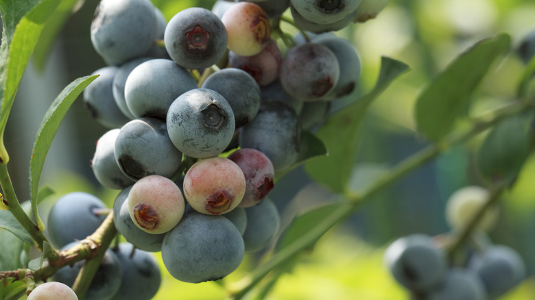 Rabbiteye blueberries on branch