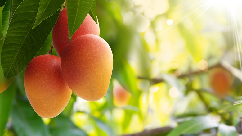 New mango species can be grown in containers.