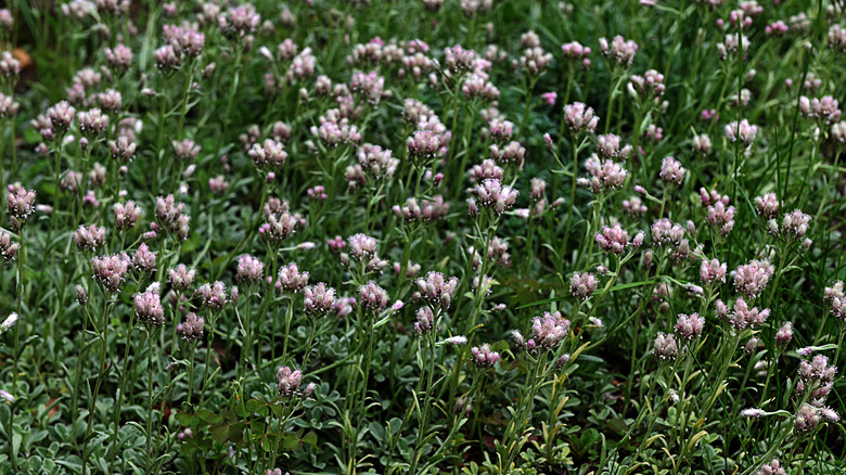 Detail of a Antennaria dioica plant in bloom